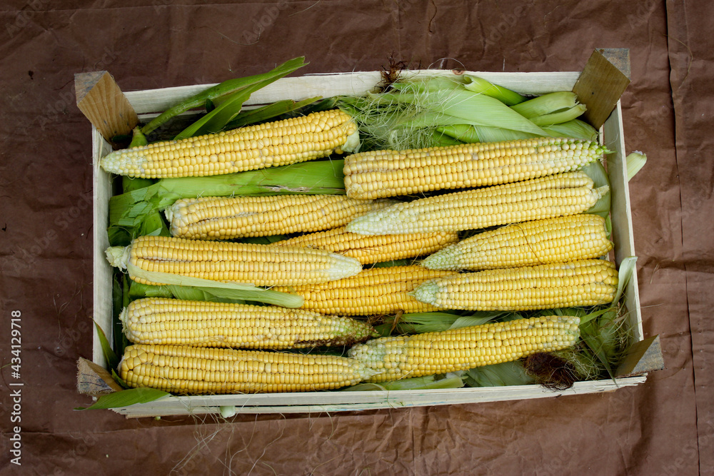 Lots of corn cobs freshly harvested. Young corn on the cob. Lots of corn cobs freshly harvested. Young corn on the cob.