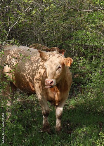 Charolais cattle in the field