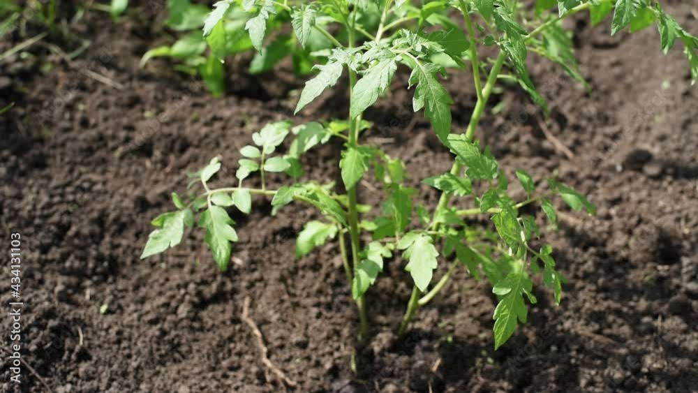 Young tomato seedlings planted in a garden bed inside a greenhouse in a village in spring Young tomato seedlings planted in a garden bed inside a greenhouse in a village in spring