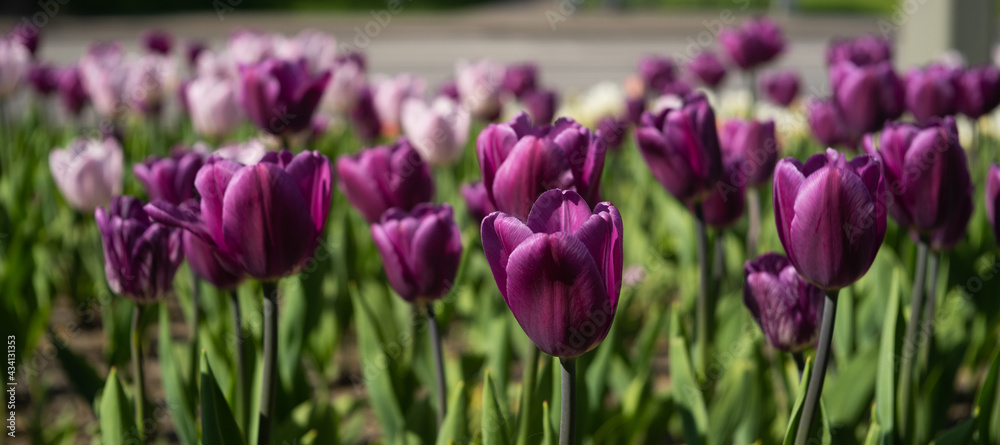 purple tulips flowers purple tulips flowers