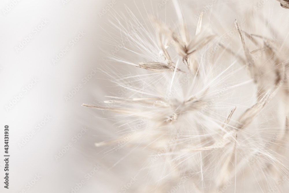 Dry romantic beige  fragile delicate rush reed cane with fluffy buds on light background macro