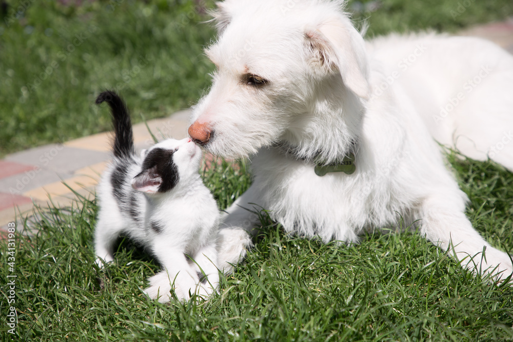 white big puppy plays with a tiny kitten on green grass. The muzzle of a dog and a kitten sniffing each other. Caring, friendship, acceptance, animal relationships. To live together white big puppy plays with a tiny kitten on green grass. The muzzle of a dog and a kitten sniffing each other. Caring, friendship, acceptance, animal relationships. To live together