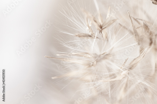 Dry romantic beige fragile delicate rush reed cane with fluffy buds on light background macro