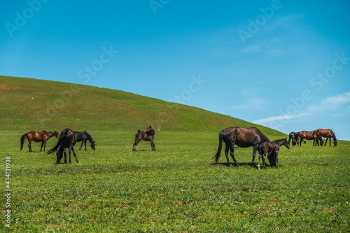 Horses grazing in a field © Nikita Myslivtsev