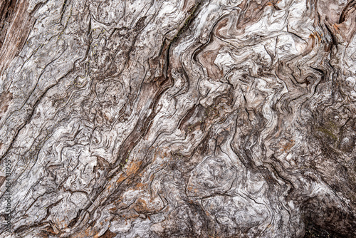 twisted bark of tree