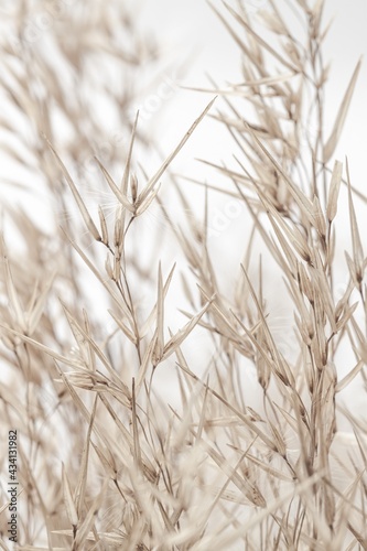 Dry romantic beige  fragile delicate rush reed cane on light background vertical