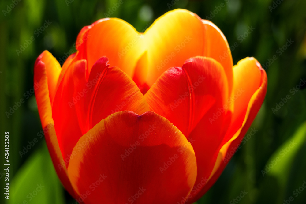 Beautiful Tulip at Butchart Gardens in Victoria, Canada Beautiful Tulip at Butchart Gardens in Victoria, Canada
