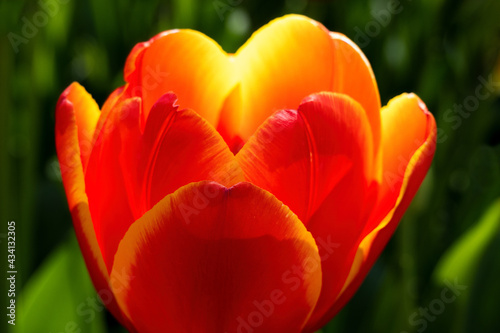 Beautiful Tulip at Butchart Gardens in Victoria, Canada © Wirestock Exclusives