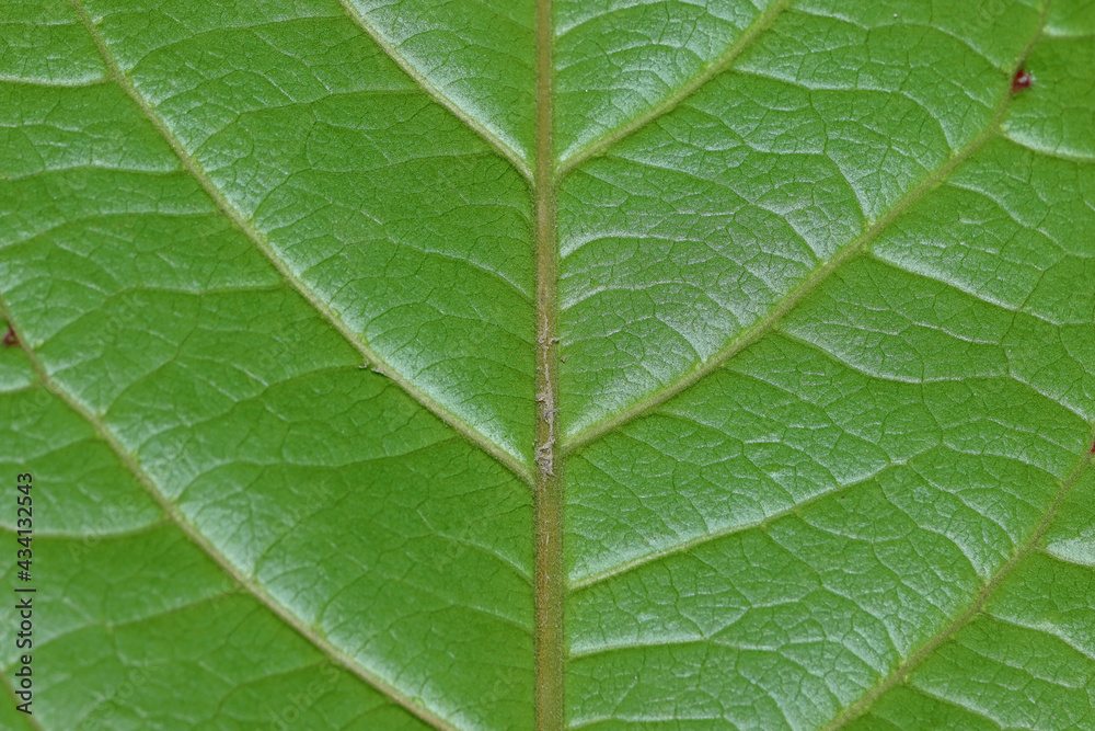Macro shot of Almond leaf texture Macro shot of Almond leaf texture