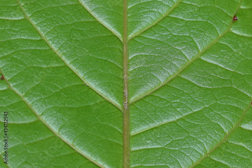 Macro shot of Almond leaf texture