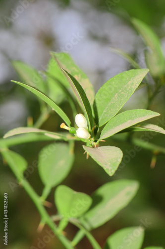 Fresh green lemon flowers on plant in the garden