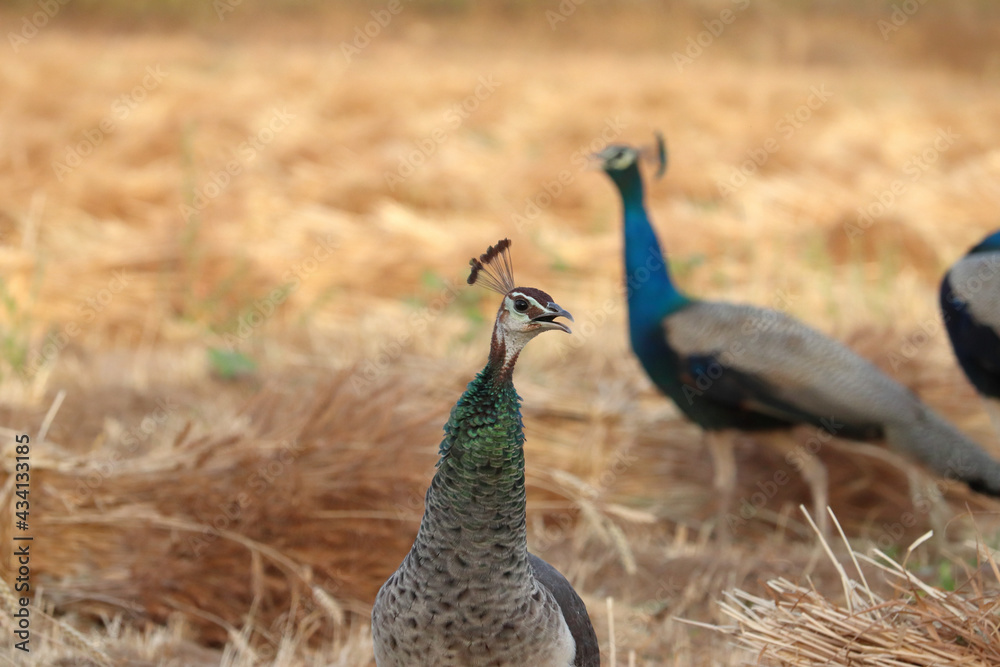 Closeup of colorful peacocks on the farm Closeup of colorful peacocks on the farm