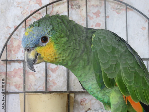 Papagaio, pássaros, pássaro, louro photo