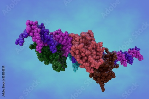 Molecular model of interferon regulating factor 3 bound to the interferon-beta enhancer. Rendering with differently colored protein chains based on protein data bank. 3d illustration