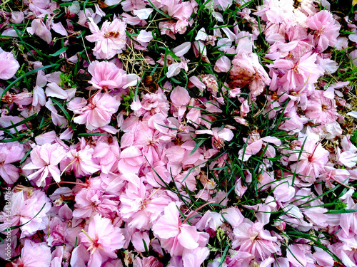 Pink fallen flowers from the tree on the grass. Spring blooming background