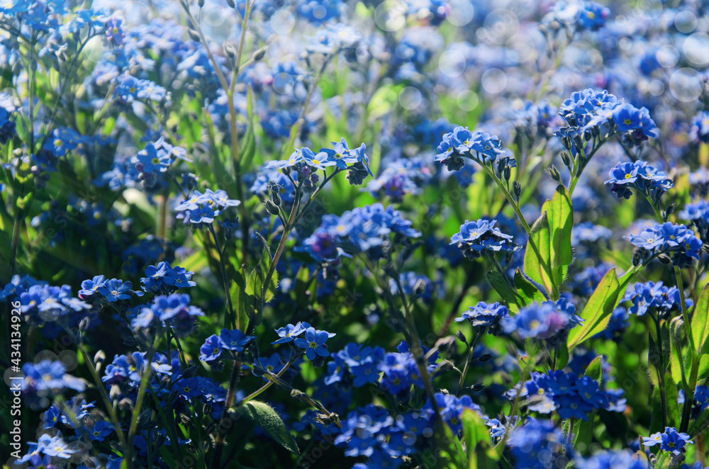 Forget-me-not flowers background. Blue florets in bloom on sunny day. Symbol of true love.