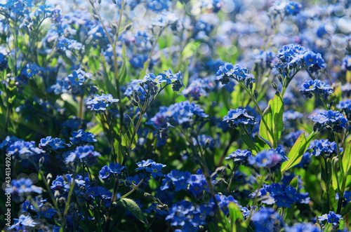 Obraz na płótnie Forget-me-not flowers background. Blue florets in bloom on sunny day. Symbol of true love. w salonie