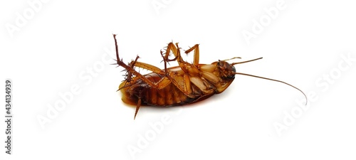 Cockroach on white backgroundA cockroach on a white background © sunet