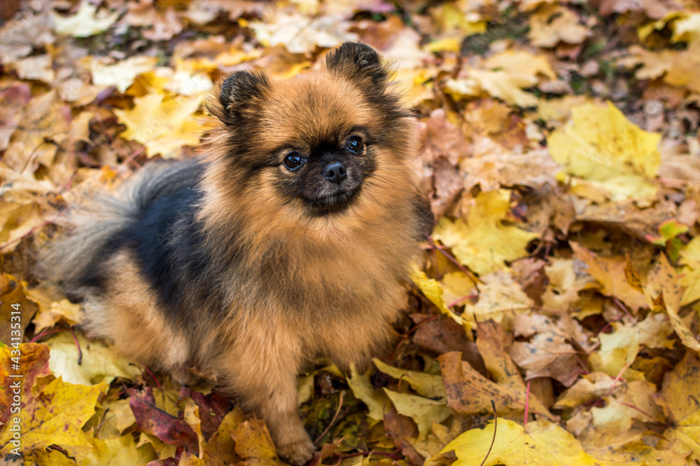 Portrait of a dog of breed Spitz brown in yellow foliage close-up. Card Portrait of a dog of breed Spitz brown in yellow foliage close-up. Card