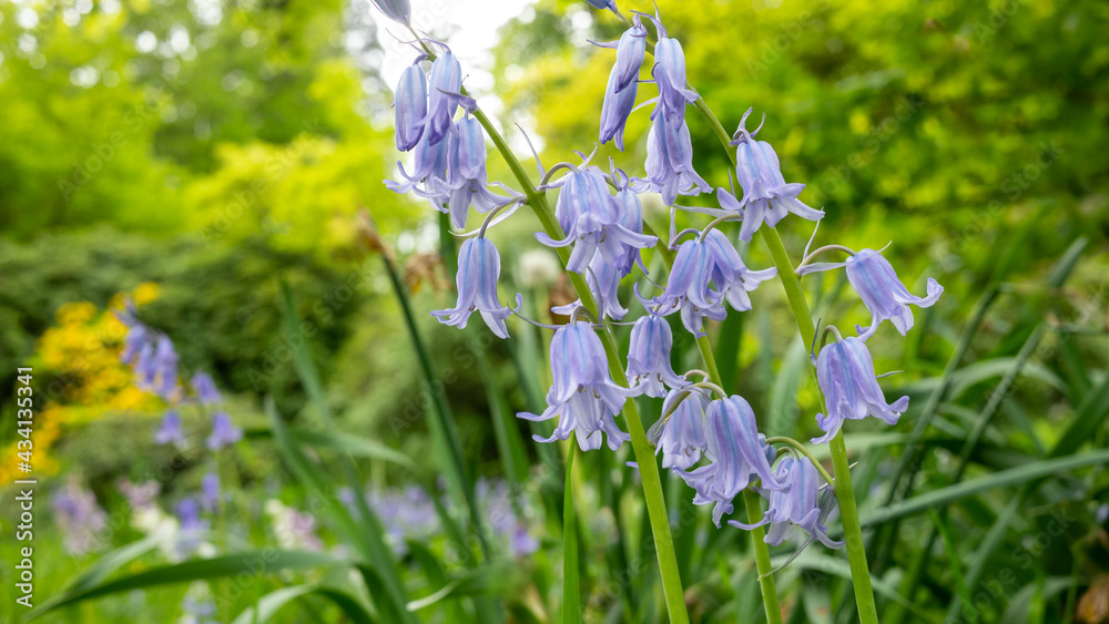 Blue bells in spring garden close up.
Blue bells in spring garden close up.