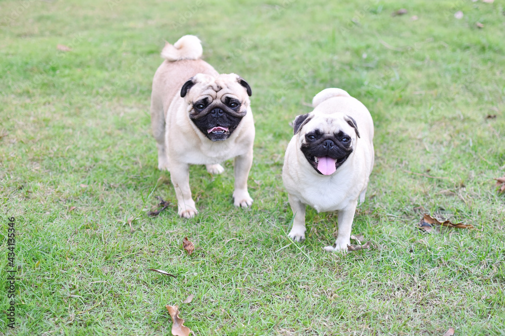 Smile puppy Pug, cute puppy brown Pug in home garden Smile puppy Pug, cute puppy brown Pug in home garden