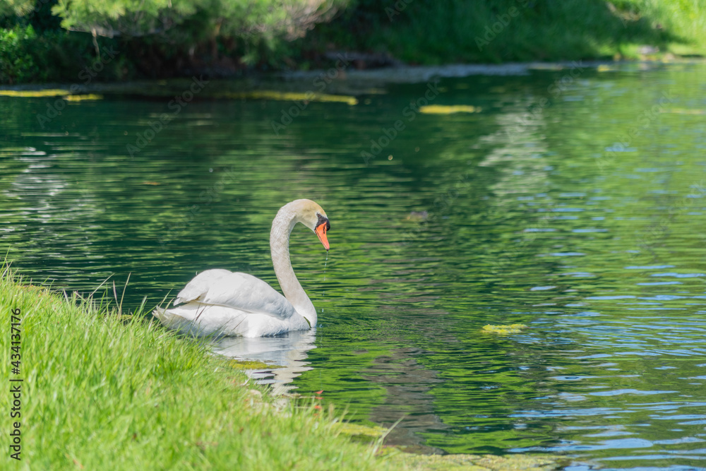 swan on the lake swan on the lake