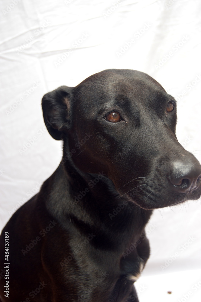 Perro negro sin raza Stock Photo