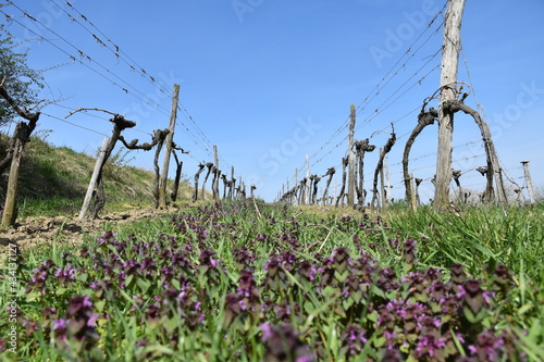 Purpurrote Taubnessel im Weingarten