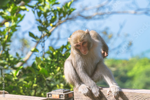 A Formosan macaque lives in Shoushan National Nature Park of Kaohsiung city, Taiwan, also called Macaca cyclopis.  © Grovic