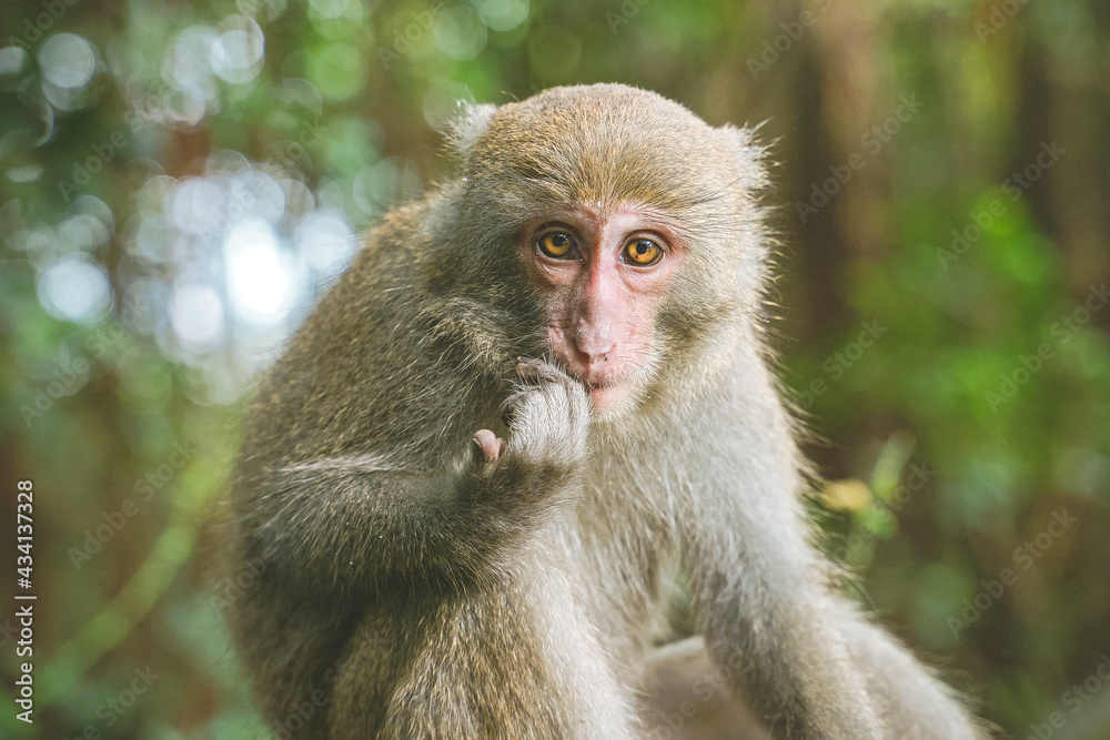 A Formosan macaque lives in Shoushan National Nature Park of Kaohsiung city, Taiwan, also called Macaca cyclopis.
