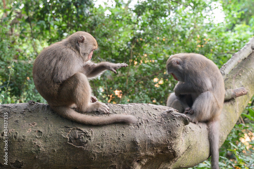 Two Formosan macaques live in Shoushan National Nature Park of Kaohsiung city, Taiwan, also called Macaca cyclopis. © Grovic