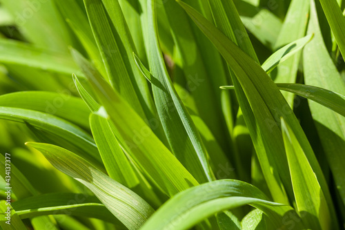Fototapeta Naklejka Na Ścianę i Meble -  Green grass in the garden