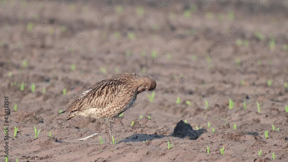 Curlew standing on the maize field and clean her feathers, spring, (numenius arquata), germany
Curlew standing on the maize field and clean her feathers, spring, (numenius arquata), germany