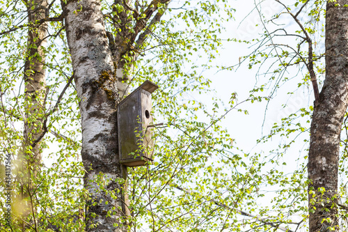 Birdhouse on a birch in the spring
