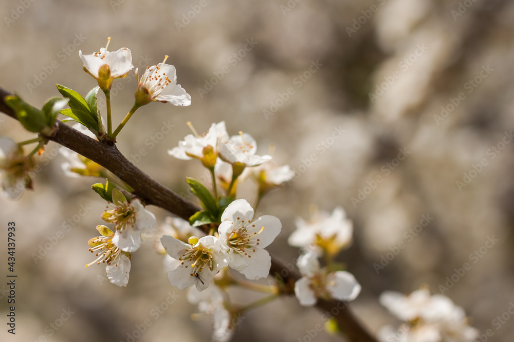 Plum blossom. Close-up. Small depth of field (DOF)