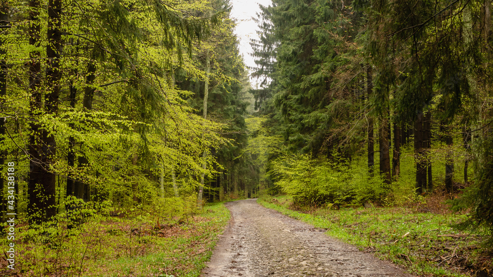Fototapeta premium A hiking path through a forest. 