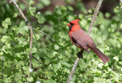 cardinal in the park © Susan