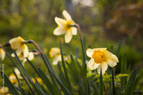 Yellow daffodils. Small depth of field