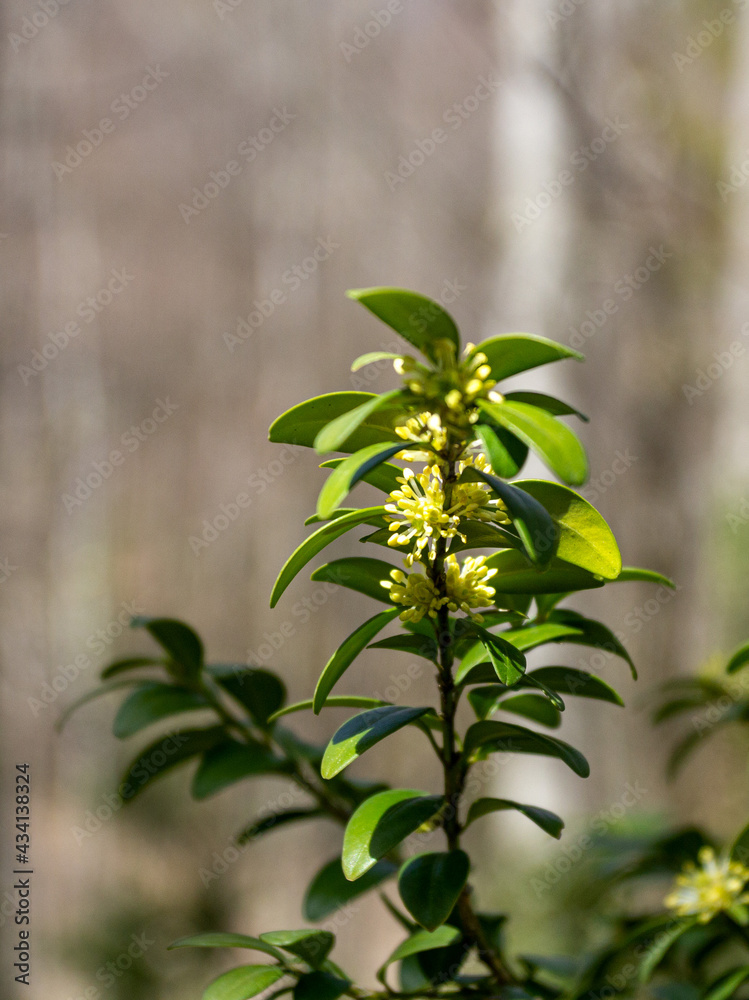 Spring in the mountains, boxwood blooms in the natural environment on a sunny day.