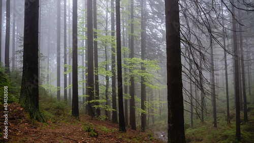 Dark and misty forest in the Stolowe Mountains  Radkow  Poland.
