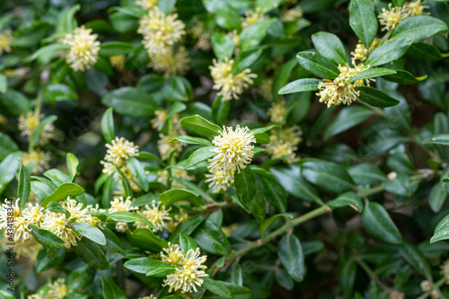 Spring in the mountains, boxwood blooms in the natural environment on a sunny day.
