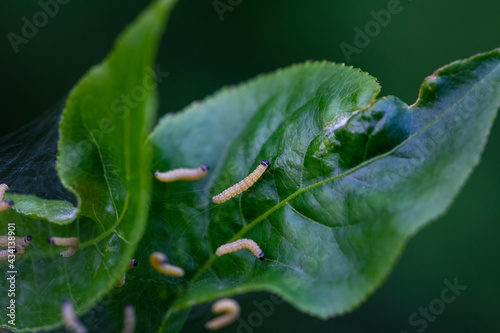 Nesting web of ermine moth caterpillars, yponomeutidae, feeding on the leaves of a tree