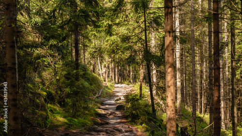 Trail in White Rocks  Sto  owe Mountains  Poland.