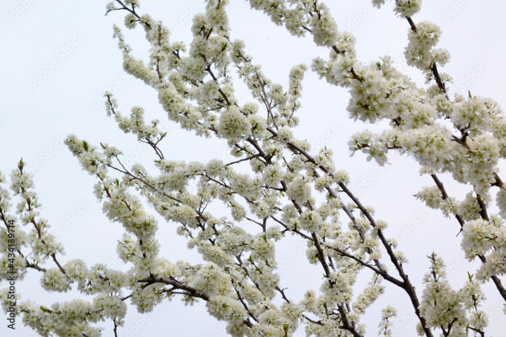 plum blossom, for creating background and texture
plum blossom, for creating background and texture