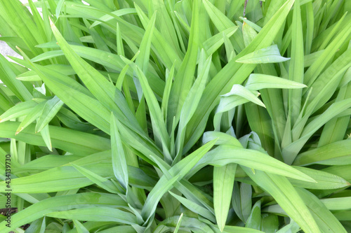 daylily  for creating background and texture 