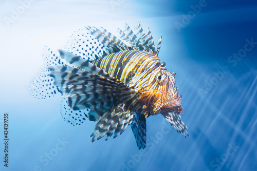 Lionfish swims underwater in warm tropical seas. photo