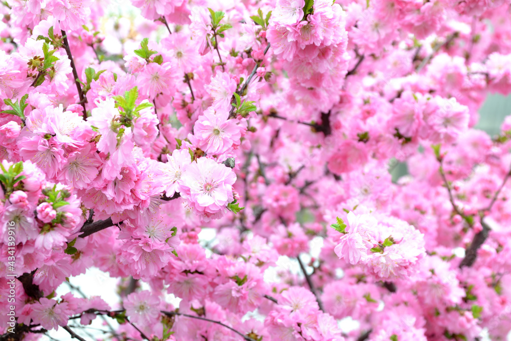almond blossom, for creating background and texture almond blossom, for creating background and texture