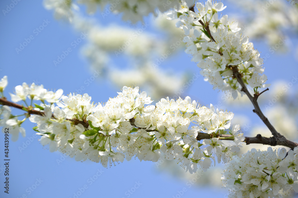 plum blossom, for creating background and texture
plum blossom, for creating background and texture