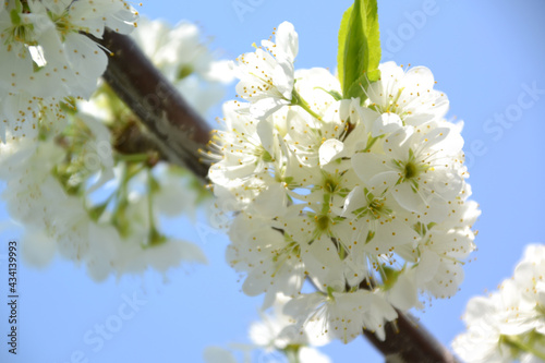 plum blossom, for creating background and texture 