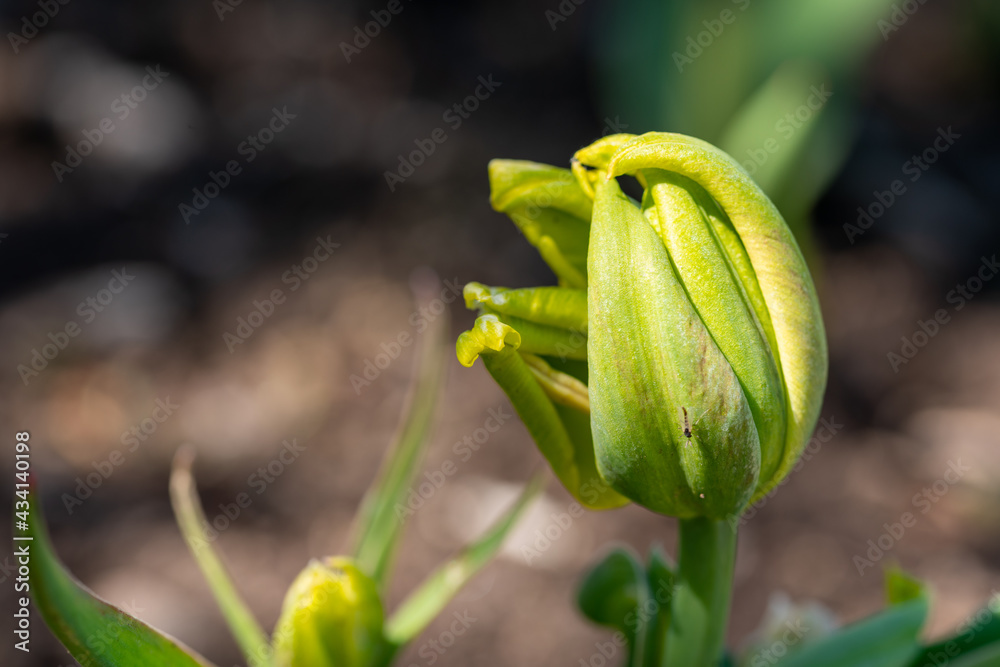 bud of a tulip bud of a tulip